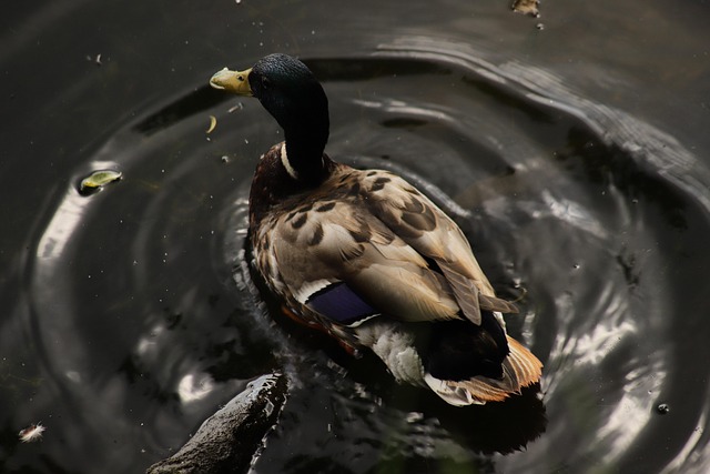 Sådan knækker du krydsordets kode: Tips til begyndere